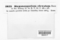 Coryneum elevatum image